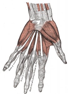 diagram of fingers