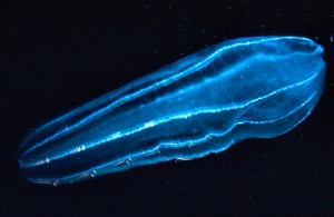 Bioluminescent plankton