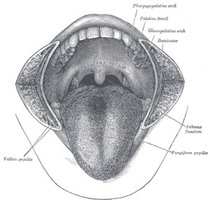 Diagram of the mouth