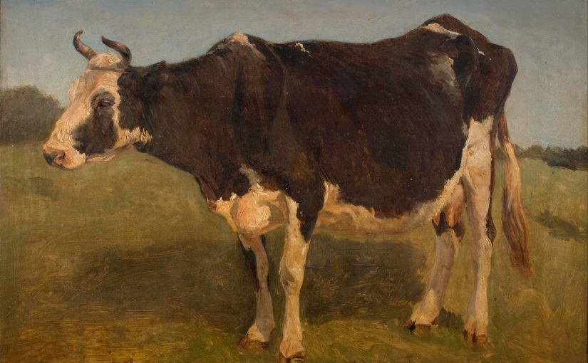 cow standing
