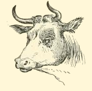 cow horn