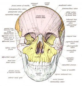 skull diagram
