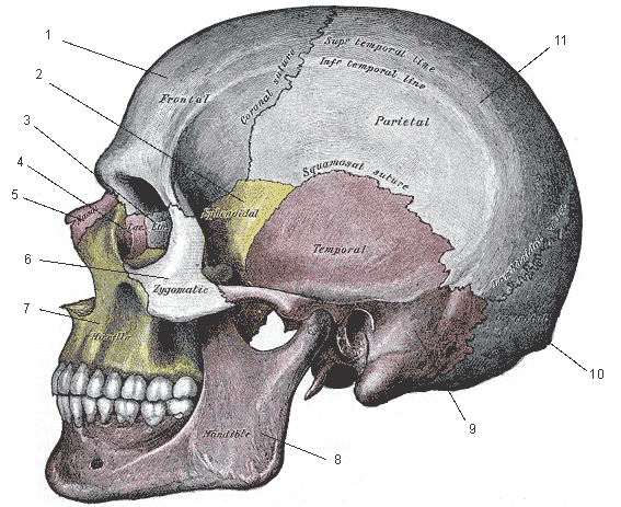 diagram of the skull