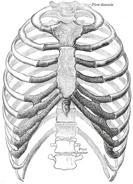Grays ribcage