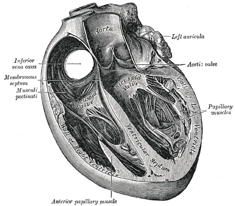 Gray's Anatomy heart