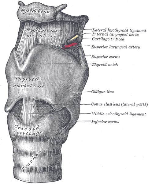 Diagram of the larynx