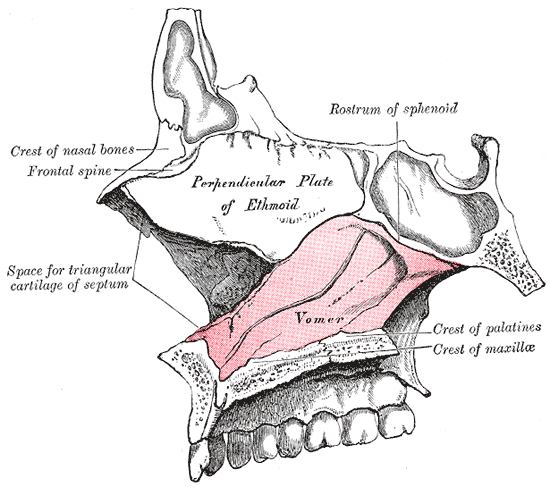 Grays anatomy facial bones