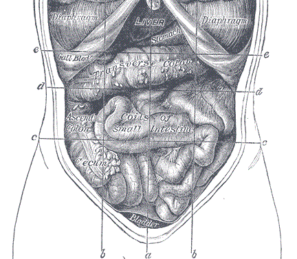 Grays anatomy abdomen
