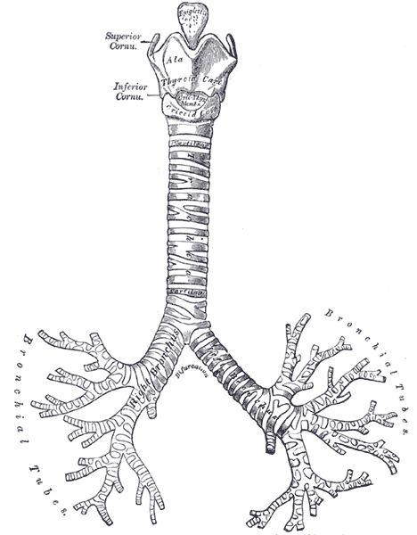 bronchial tree