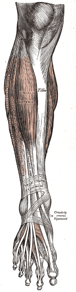 Grays leg muscles