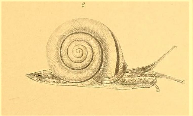 The stomach snail
