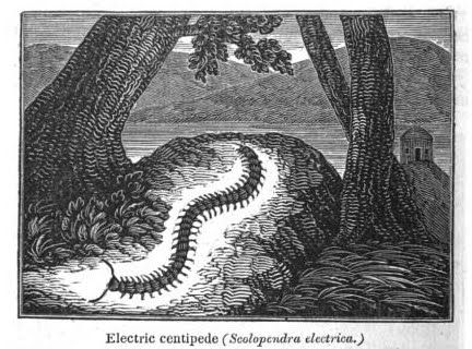 Electric centipede