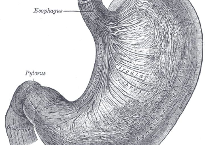 stomach drawing