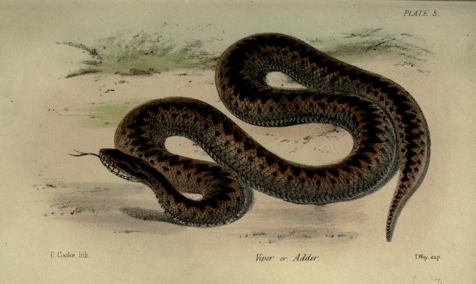 adder