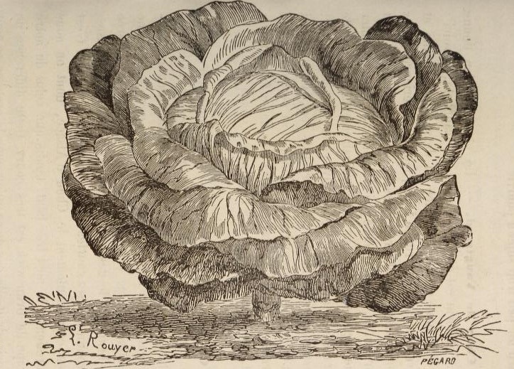 cabbage