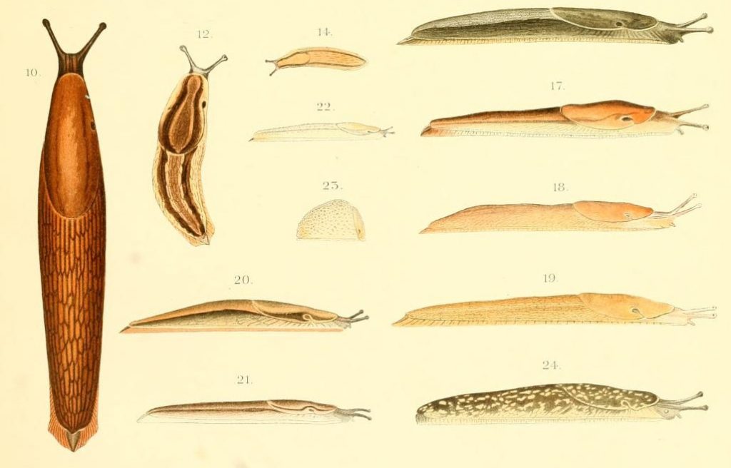 slugs