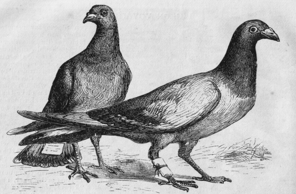 pigeons
