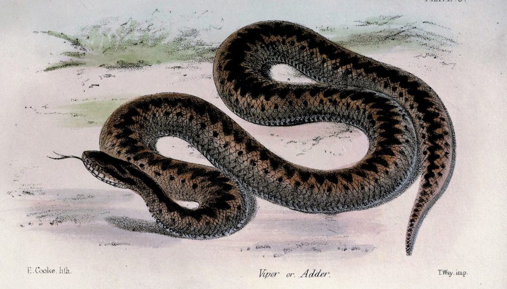 adder