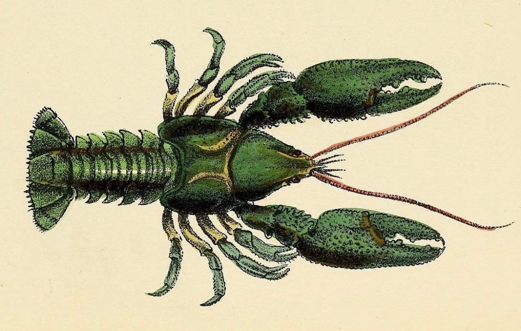 crayfish