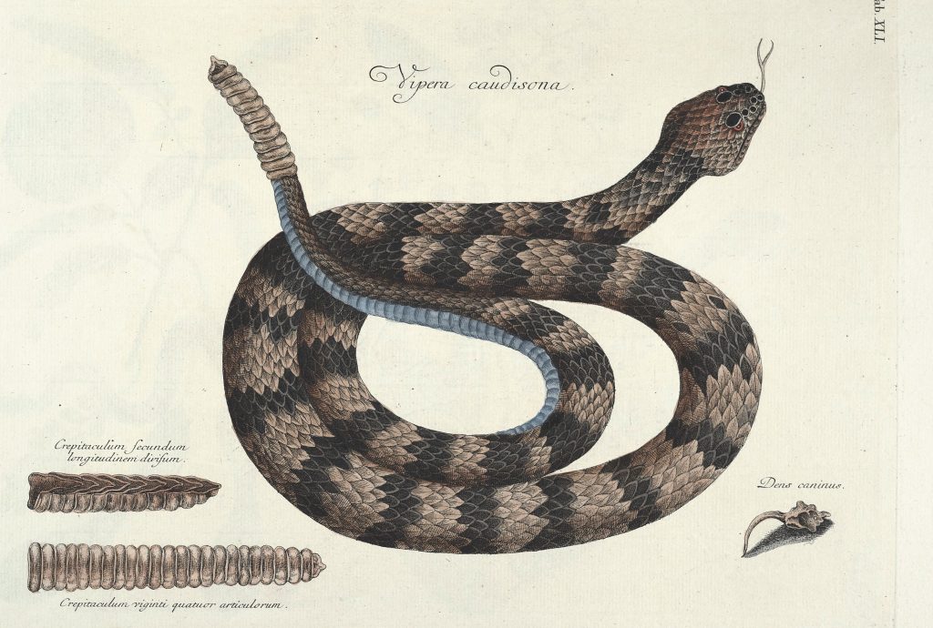 rattlesnake