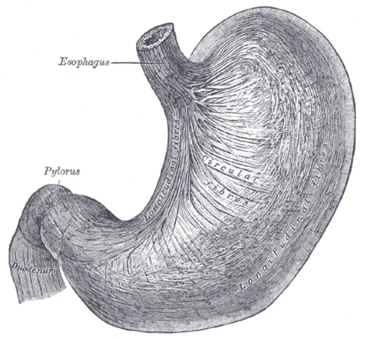 stomach drawing