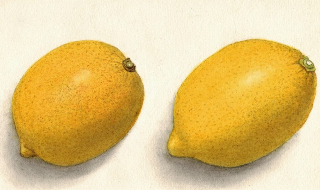 lemons